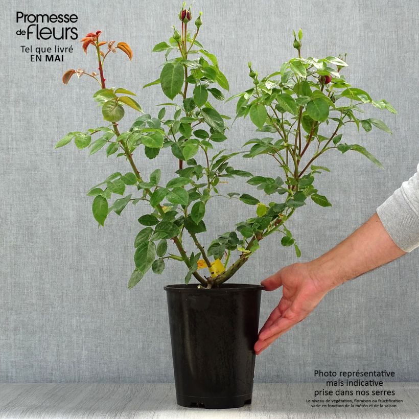 Spécimen de Rosier à grandes fleurs Les Années Folles Trocadéro Pot de 4L/5L tel que livré au printemps
