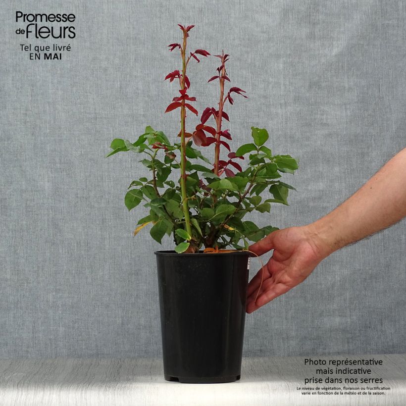 Spécimen de Rosier à grandes fleurs Lolita Lempicka Pot de 4L/5L tel que livré au printemps