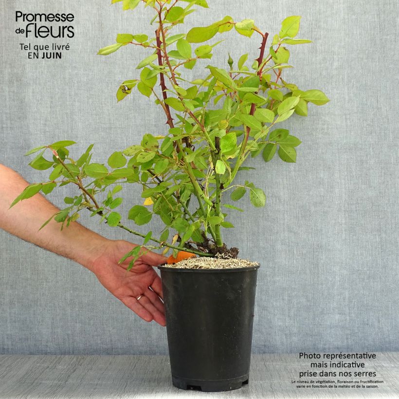 Spécimen de Rosier à grandes fleurs Lyon Lumières Pot de 4L/5L tel que livré au printemps