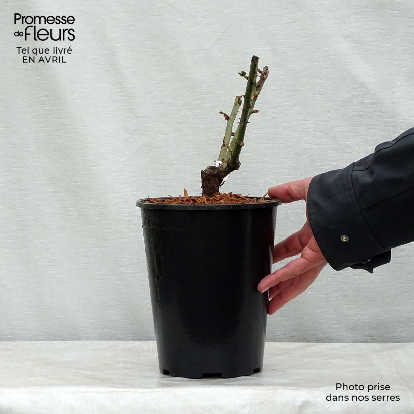 Example of Rosier à grandes fleurs Mamy Blue Pot de 4L/5L as you get in printemps