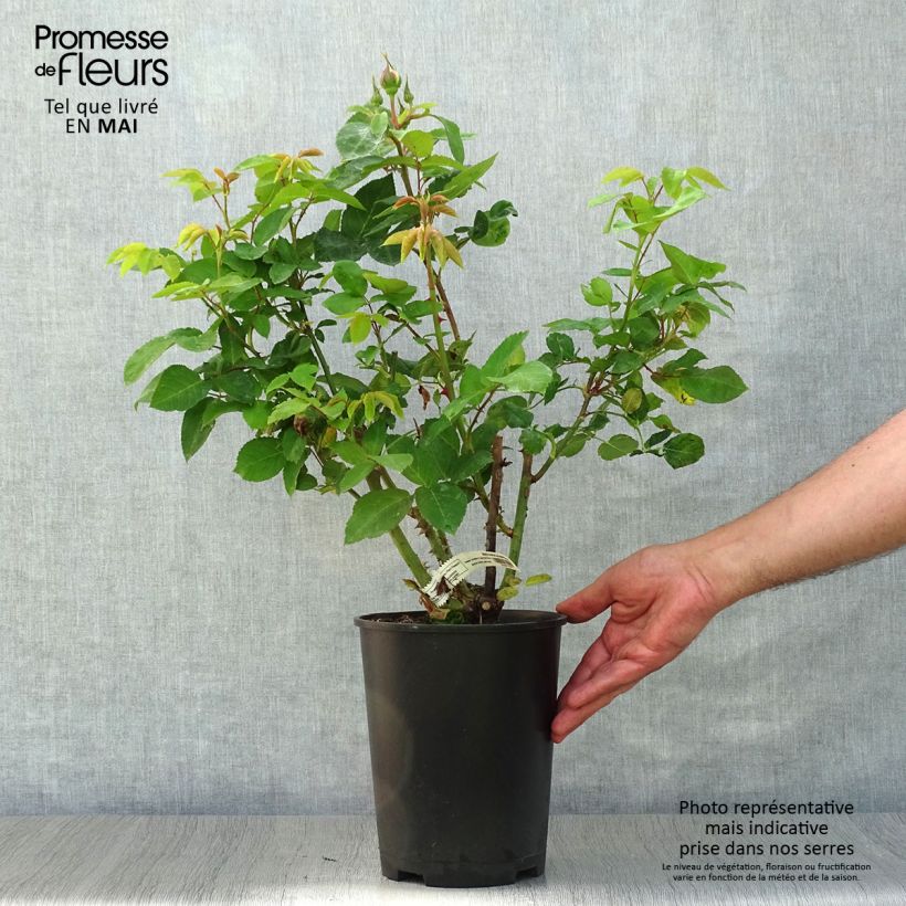 Spécimen de Rosier à grandes fleurs Marc Chagall Pot de 3L/4L tel que livré au printemps