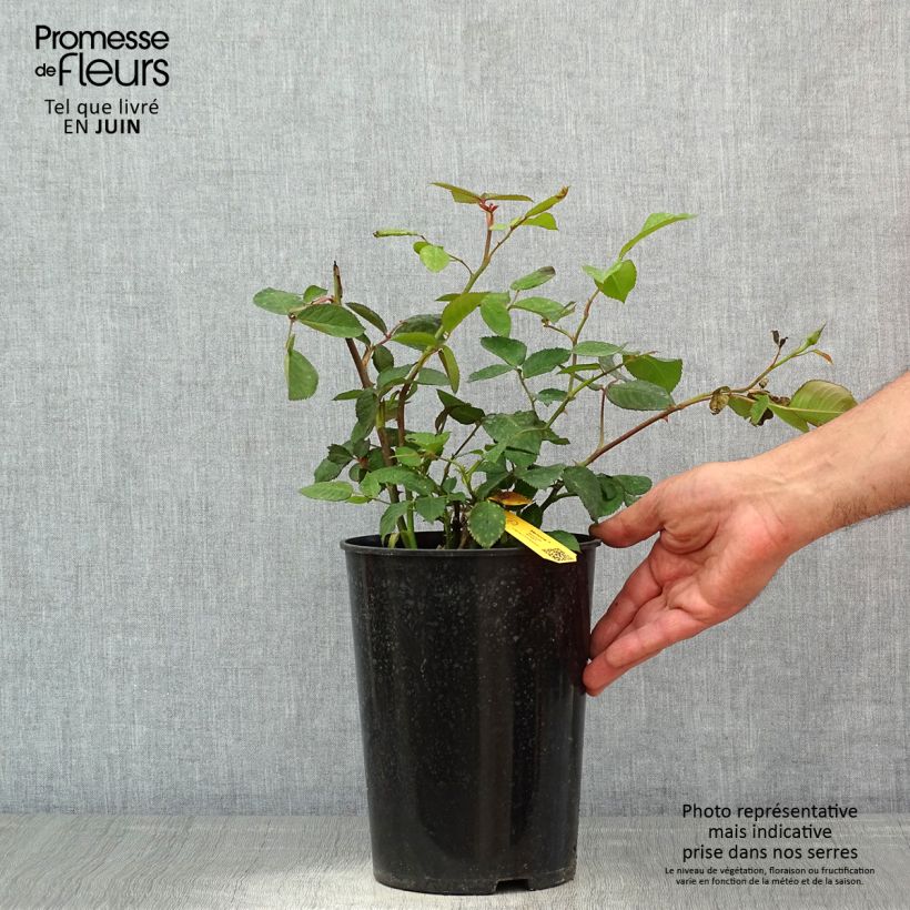 Spécimen de Rosier à grandes fleurs Memoire Pot de 4L/5L tel que livré au printemps