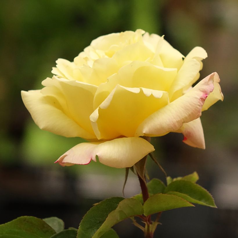 Rosier à grandes fleurs Mme A. Meilland (Peace) (Floraison)