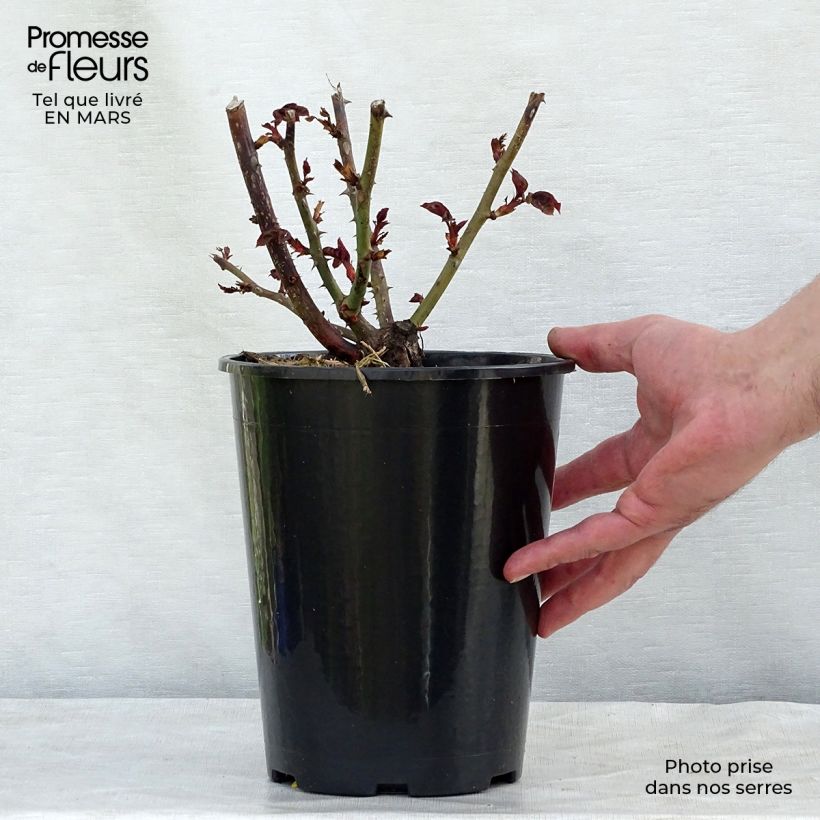 Spécimen de Rosier à grandes fleurs Nostalgie Pot de 4L/5L tel que livré au printemps