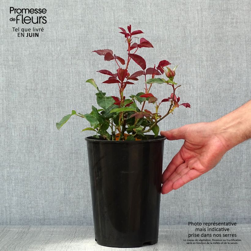 Spécimen de Rosier à grandes fleurs Nuage Parfumé (Duftwolke) Pot de 3L/4L tel que livré au printemps