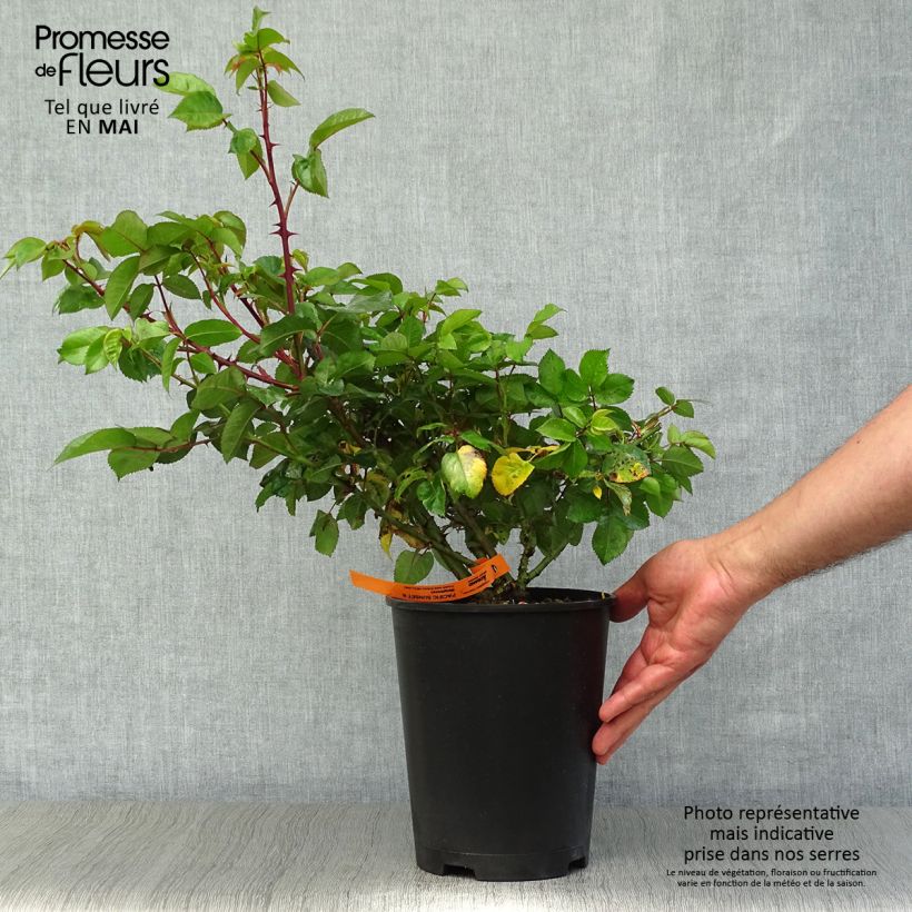 Spécimen de Rosier à grandes fleurs Pacific Sunset  Pot de 4L/5L tel que livré au printemps