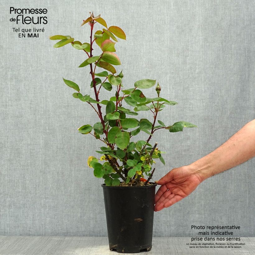 Spécimen de Rosier à grandes fleurs Panthere Rose Pot de 4L/5L tel que livré au printemps