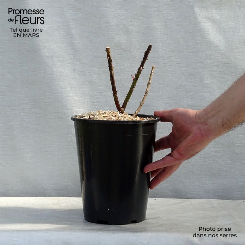 Example of Rosier à grandes fleurs Papa Meilland Pot de 4L/5L as you get in printemps