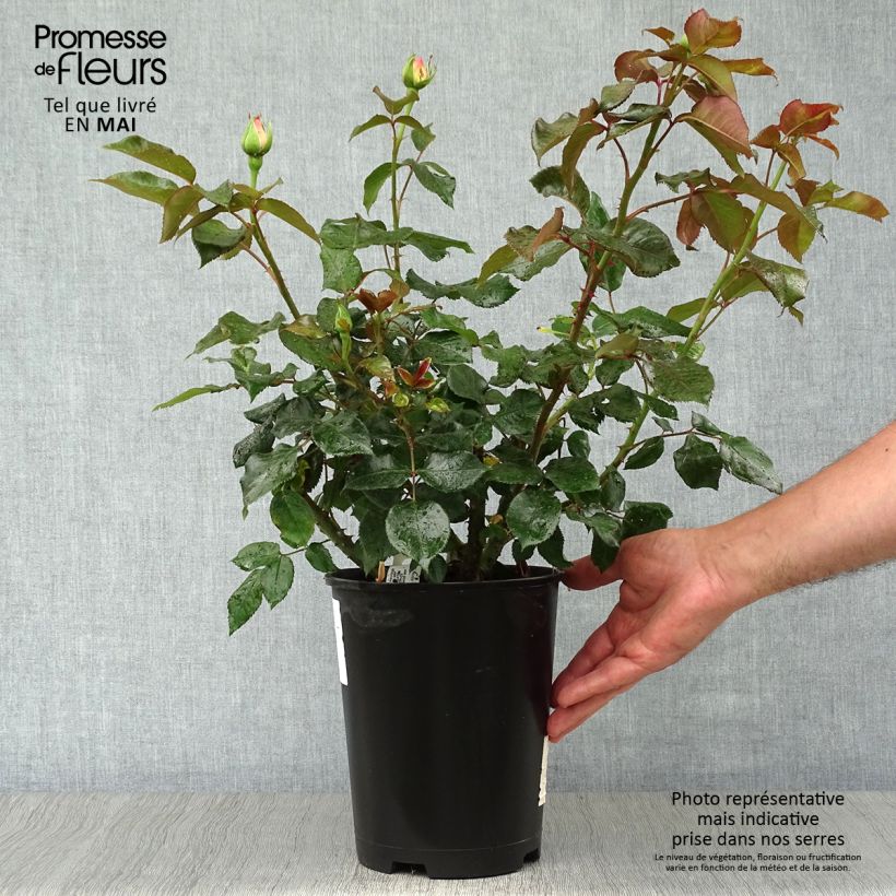 Spécimen de Rosier à grandes fleurs Parfum Royal Pot de 4L/5L tel que livré au printemps