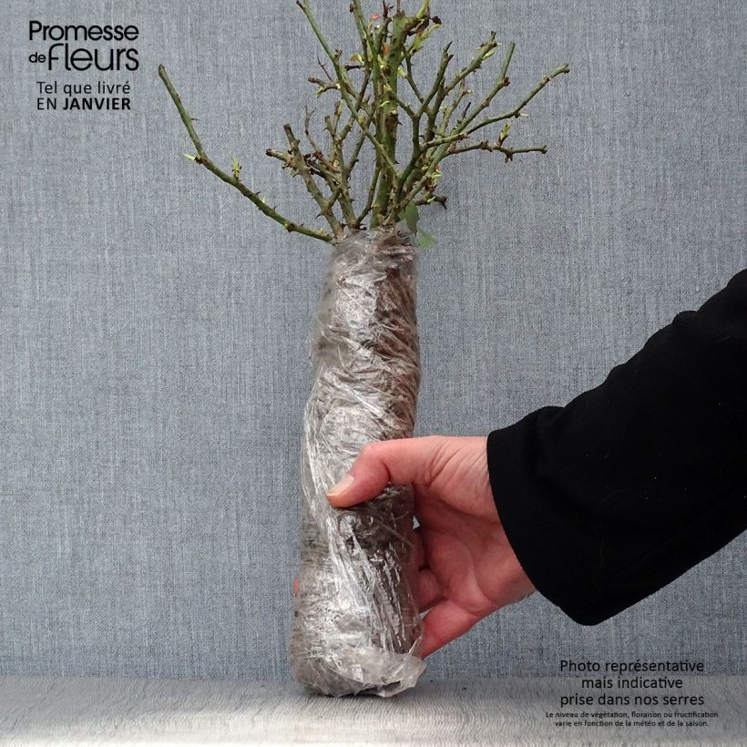 Spécimen de Rosier à grandes fleurs Parfum de Grasse Racines nues en motte tel que livré en hiver