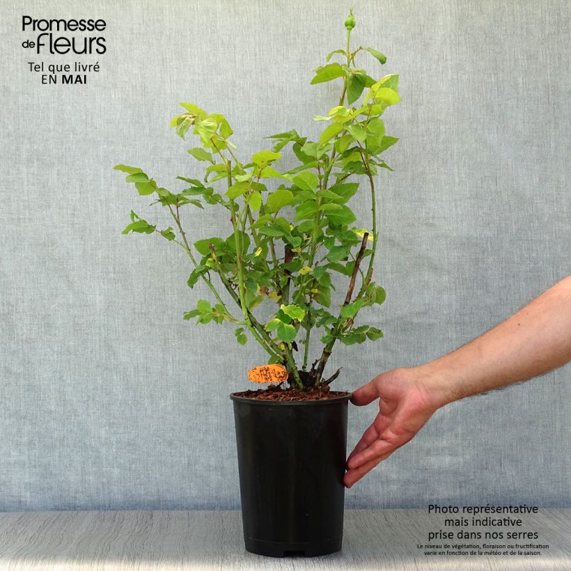 Spécimen de Rosier à grandes fleurs Paul Ricard Pot de 4L/5L tel que livré au printemps
