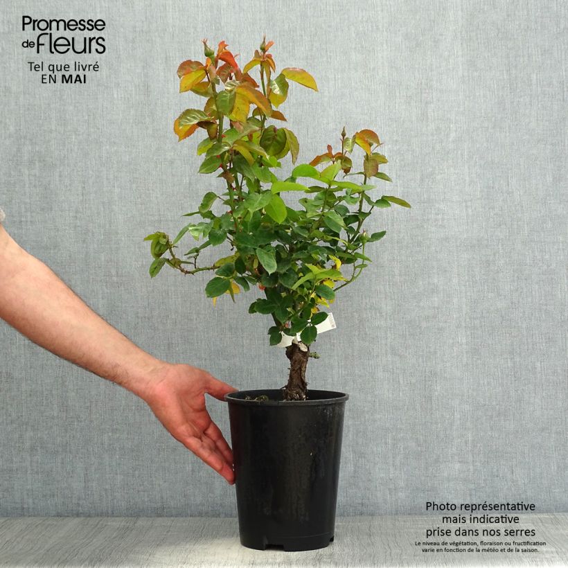 Example of Rosier à grandes fleurs Pierre de Luxembourg Pot de 4L/5L as you get in printemps