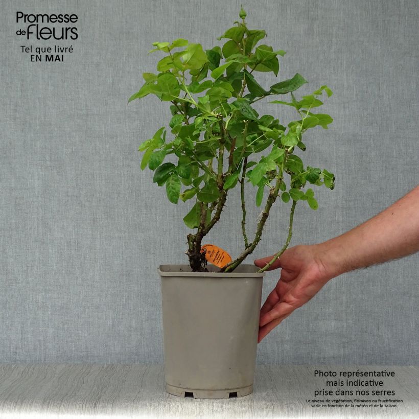 Spécimen de Rosier à grandes fleurs Pink Eureka Pot de 4L/5L tel que livré au printemps