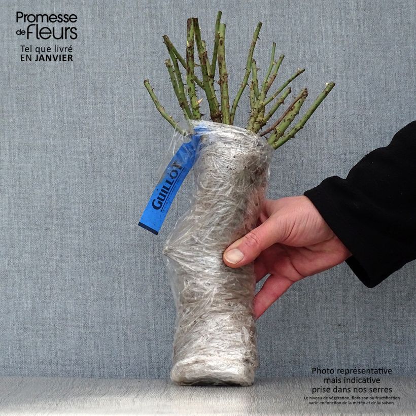 Example of Rosier à grandes fleurs Reine des Parfums® Racines nues en motte as you get in hiver