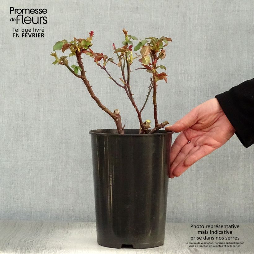 Example of Rosier à grandes fleurs Souvenir de Baden-Baden Pot de 4L/5L as you get in hiver