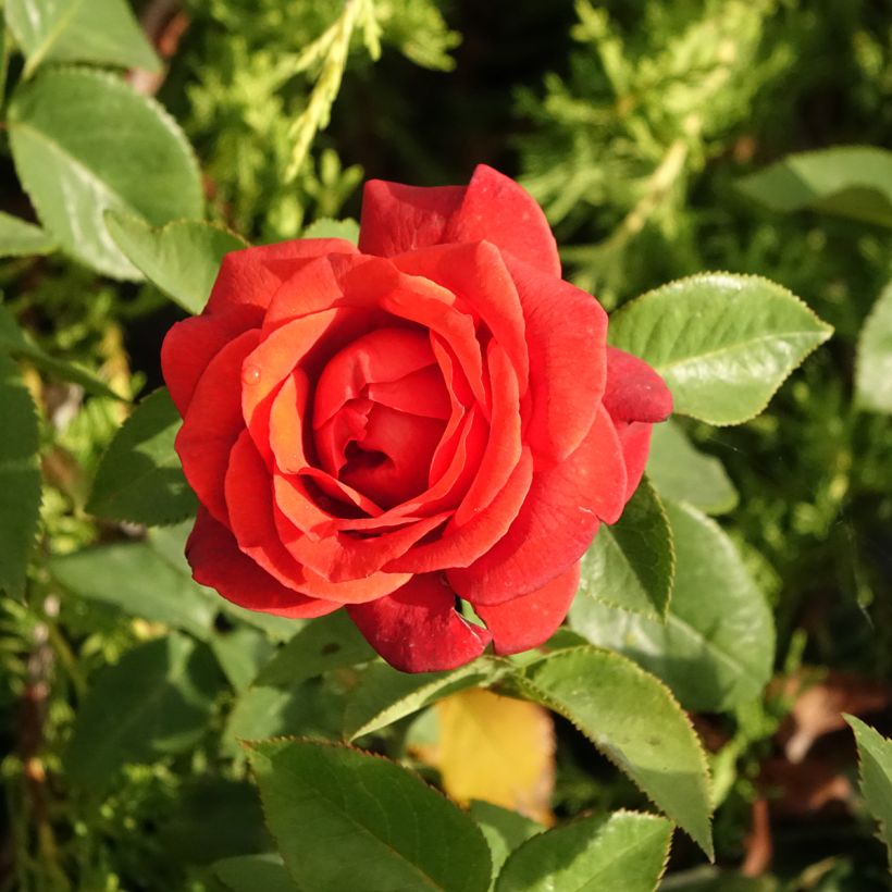 Rosier à grandes fleurs Terra Botanica  (Floraison)