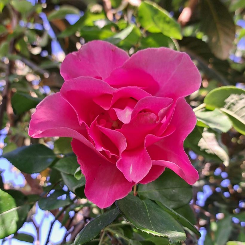 Rosier à grandes fleurs The McCartney Rose  (Floraison)