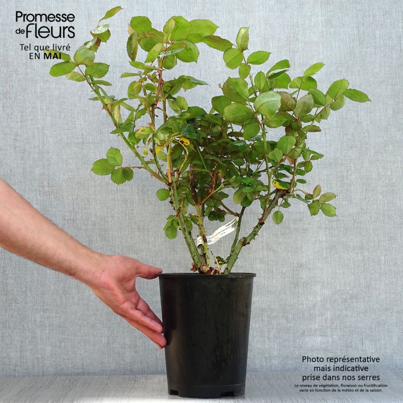 Spécimen de Rosier à grandes fleurs Thierry Marx  Pot de 4L/5L tel que livré au printemps