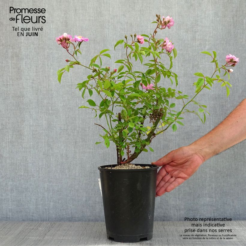 Spécimen de Rosier à grandes fleurs Velasquez Pot de 4L/5L tel que livré au printemps