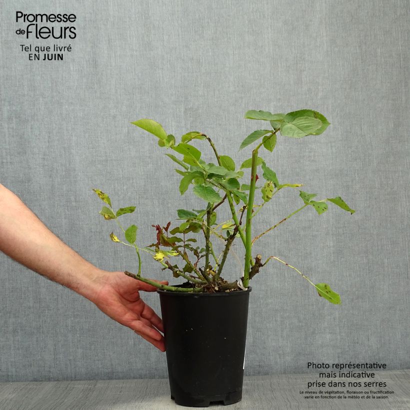 Example of Rosier à grandes fleurs Violette Parfumée Pot de 4L/5L as you get in printemps