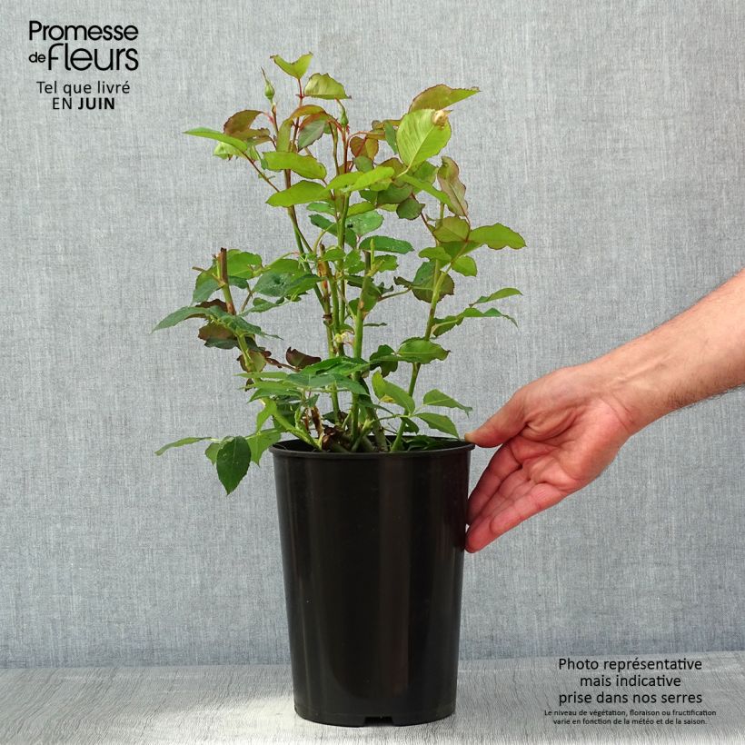 Spécimen de Rosier à grandes fleurs White Symphony Pot de 4L/5L tel que livré au printemps