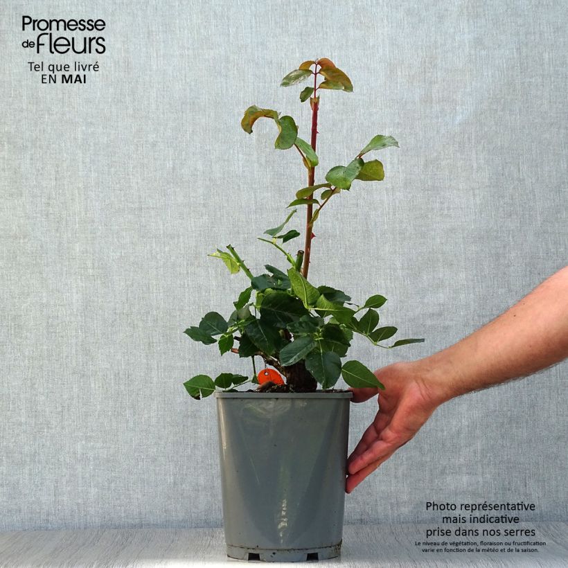 Spécimen de Rosier à grandes fleurs Yves Piaget Pot de 4L/5L tel que livré au printemps