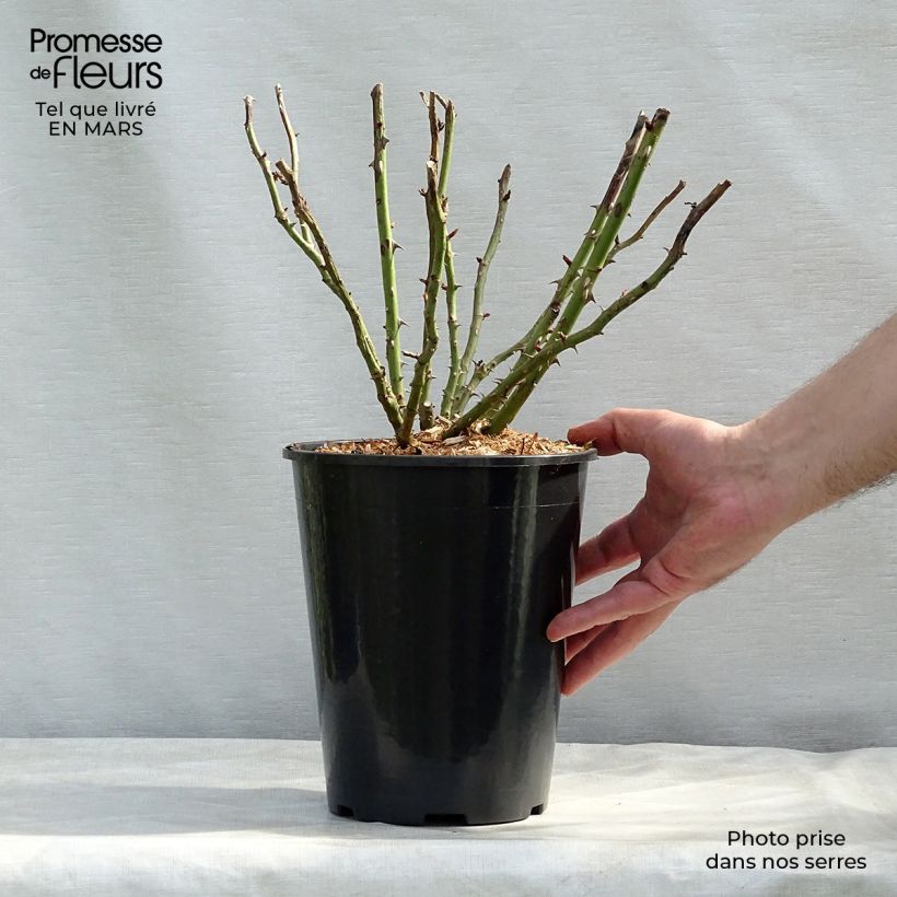 Spécimen de Rosier à massif Renée van Wegberg Pot de 4L/5L tel que livré au printemps