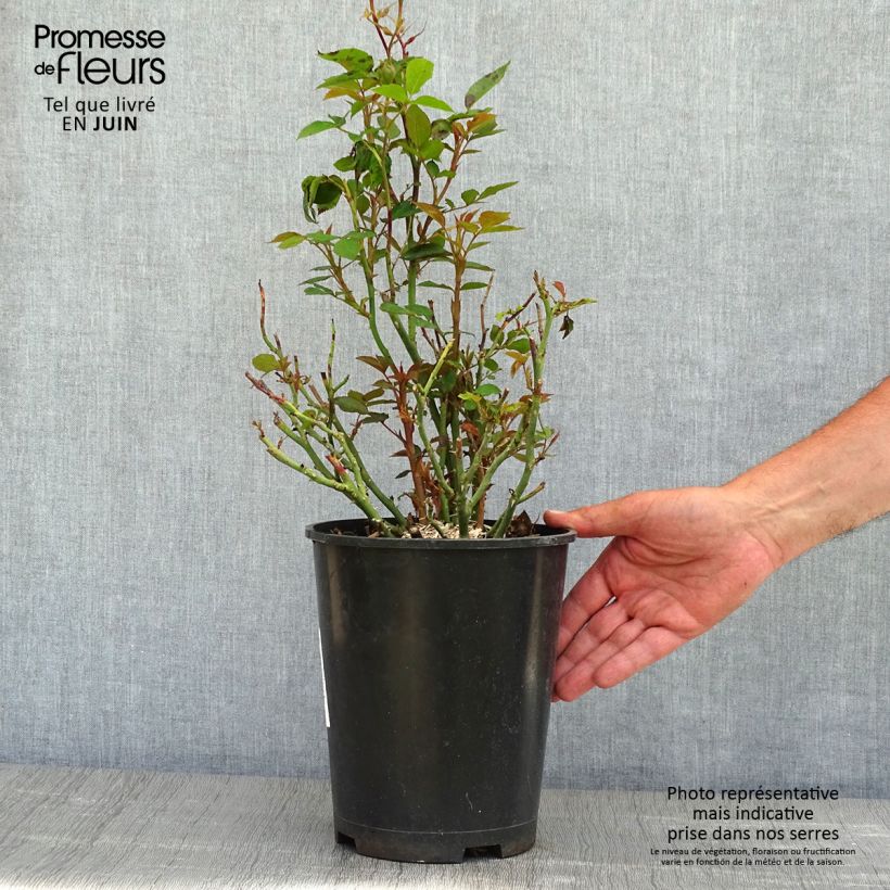 Spécimen de Rosier à pétales comestibles Tiramisu Bio Pot de 4L/5L tel que livré au printemps