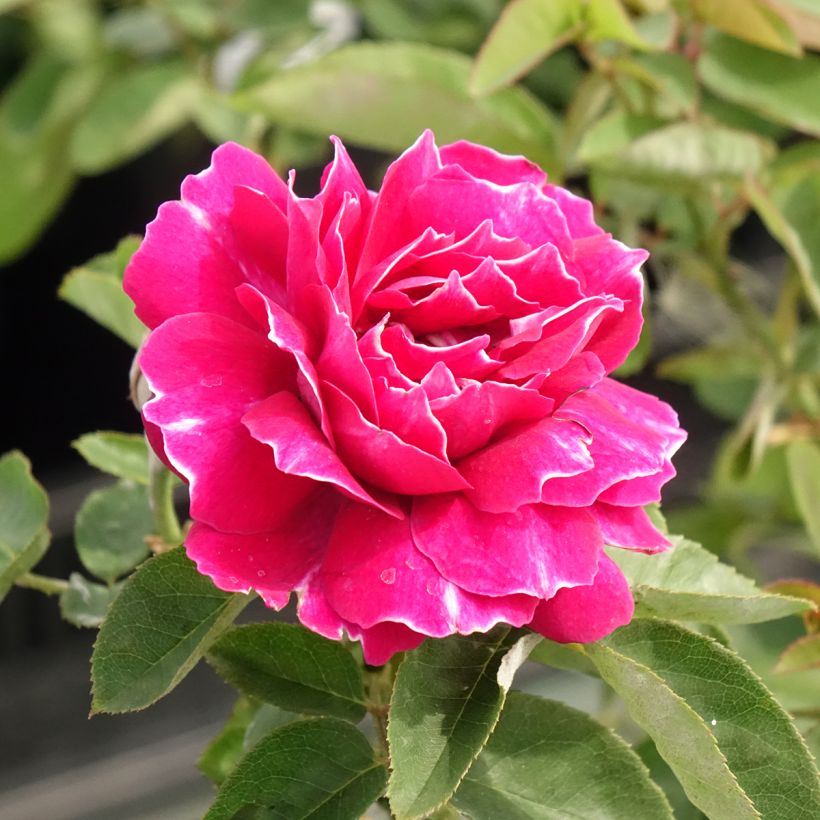 Rosier ancien Baron Girod de l'Ain (Floraison)