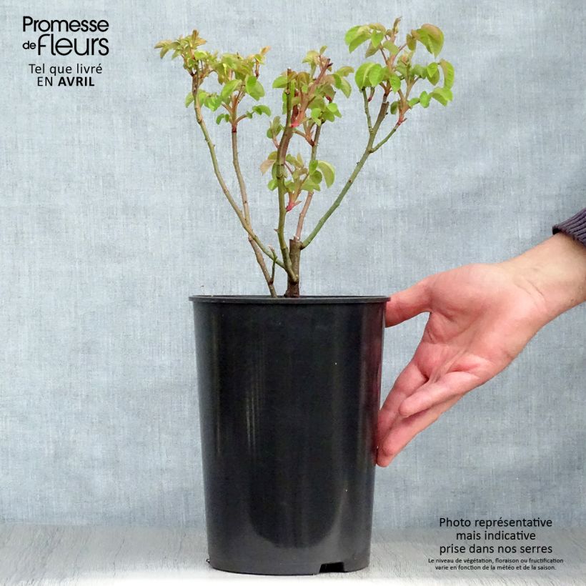 Spécimen de Rosier ancien Cardinal de Richelieu Pot de 4L/5L tel que livré au printemps