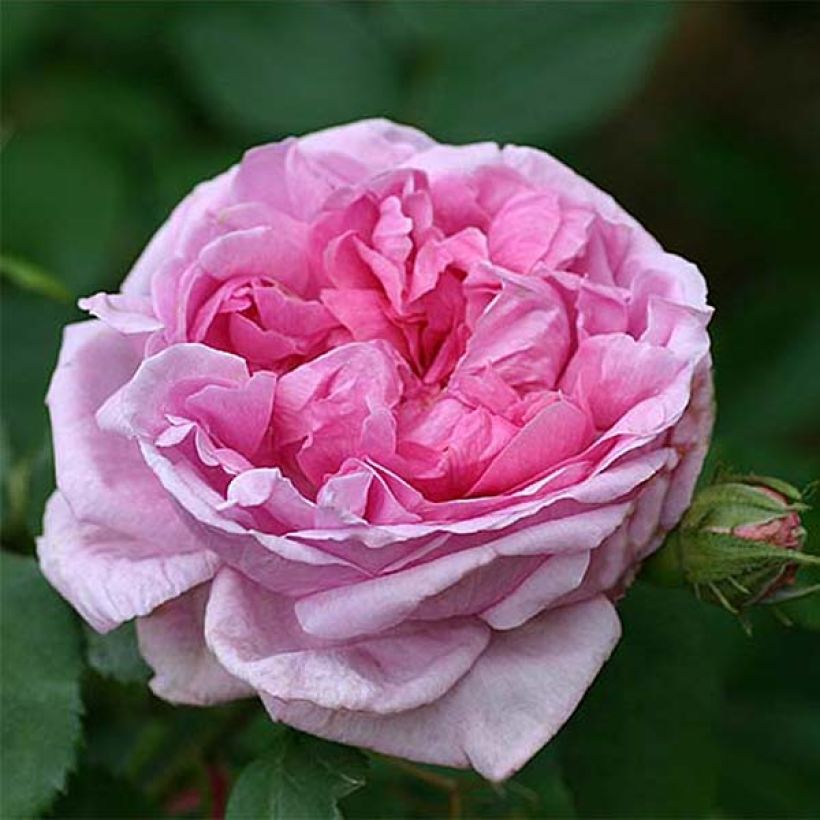 Rosier ancien Comte de Chambord (Flowering)