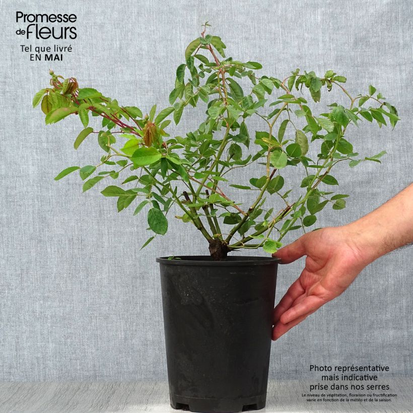 Spécimen de Rosier ancien Cornelia Pot de 4L/5L tel que livré au printemps