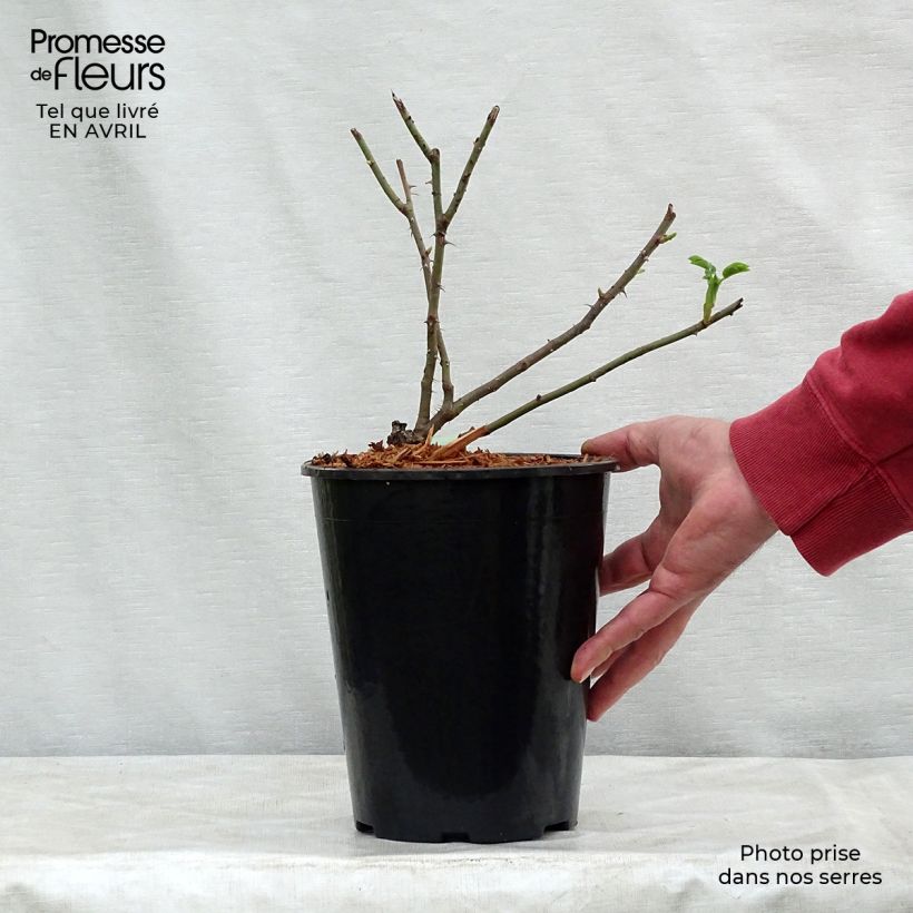 Example of Rosier ancien Cuisse de Nymphe Pot de 4L/5L as you get in printemps