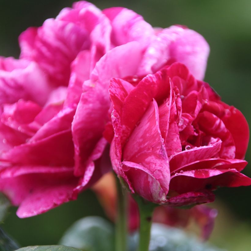 Rosier ancien Ferdinand Pichard (Flowering)