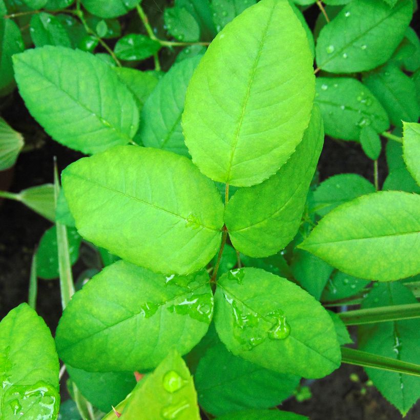 Rosier ancien Ferdinand Pichard (Foliage)