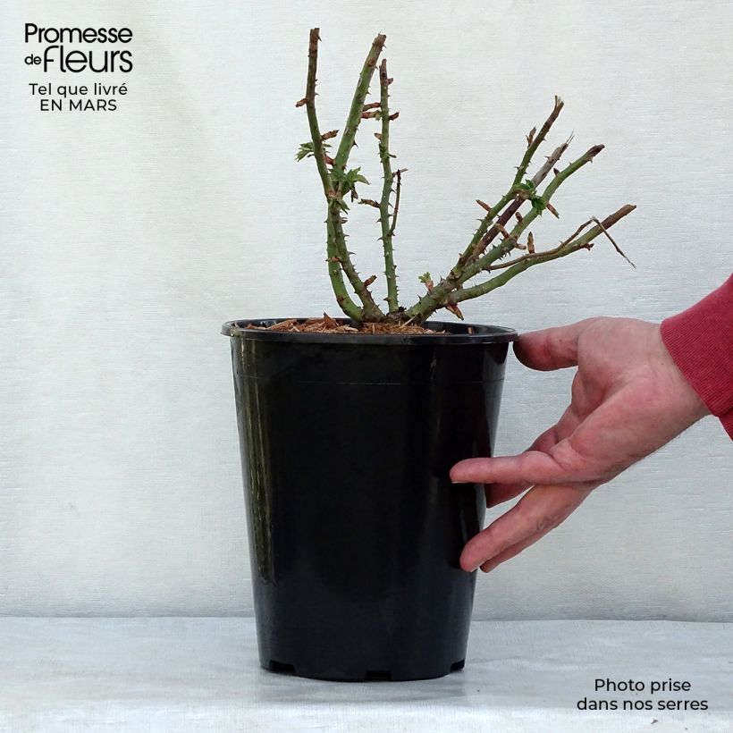 Example of Rosier ancien Ferdinand Pichard Pot de 4L/5L as you get in printemps