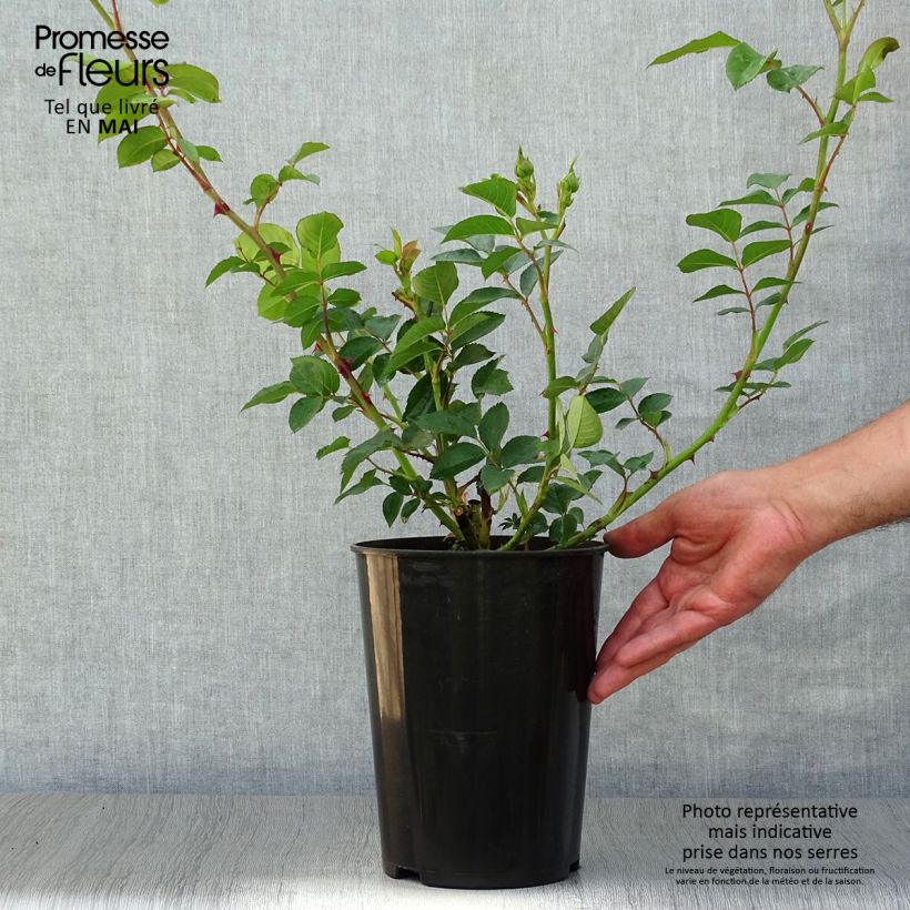 Spécimen de Rosier à grandes fleurs Fragant Old Yellow Pot de 4L/5L tel que livré au printemps