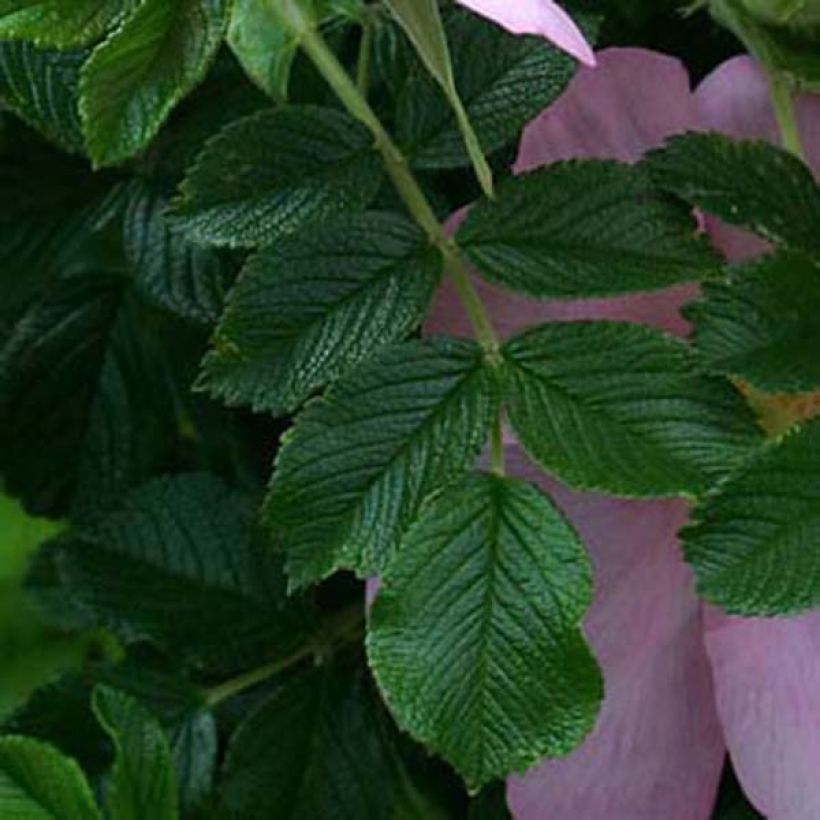 Rosier rugosa Frau Dagmar Hastrup (Foliage)