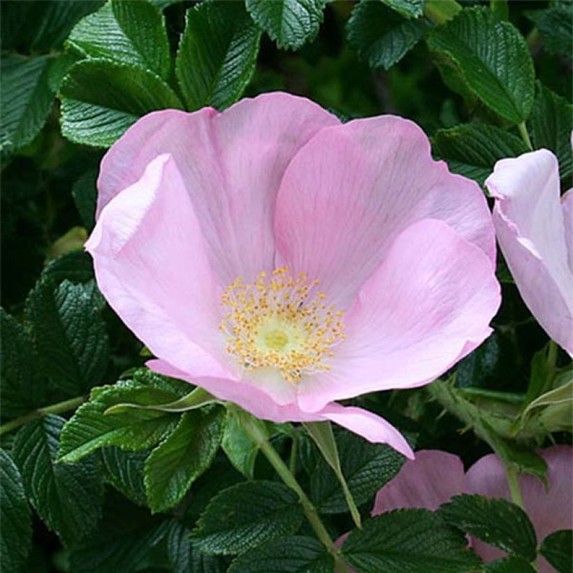 Rosier rugosa Frau Dagmar Hastrup (Flowering)