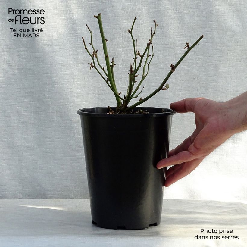 Example of Rosier ancien Ghislaine de Féligonde Pot de 4L/5L as you get in printemps