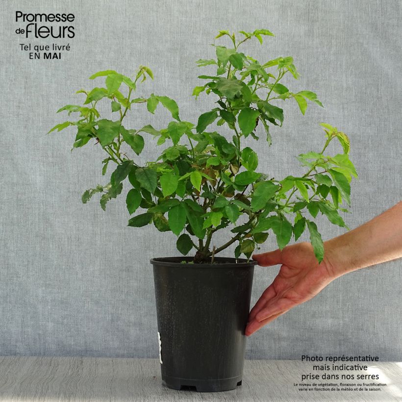 Example of Rosier ancien Gros Provins Panaché  Pot de 4L/5L as you get in printemps