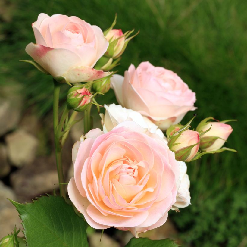 Rosier ancien Gruss An Aachen (Floraison)