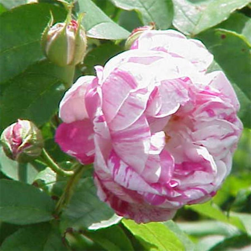 Rosier ancien Honorine de Brabant (Flowering)