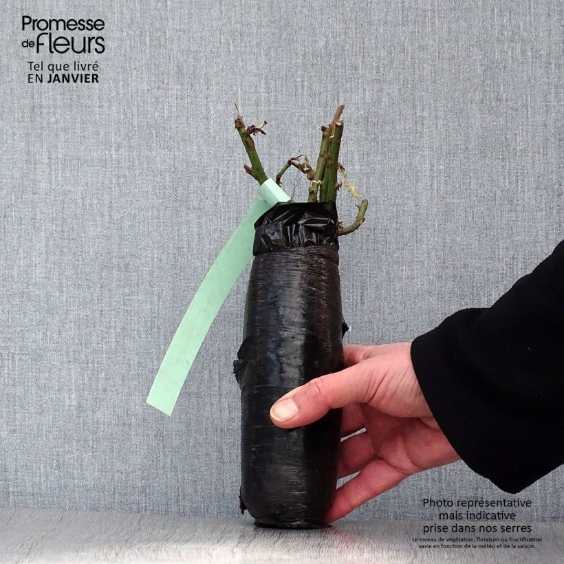 Example of Rosier ancien Honorine de Brabant Racines nues en motte as you get in hiver