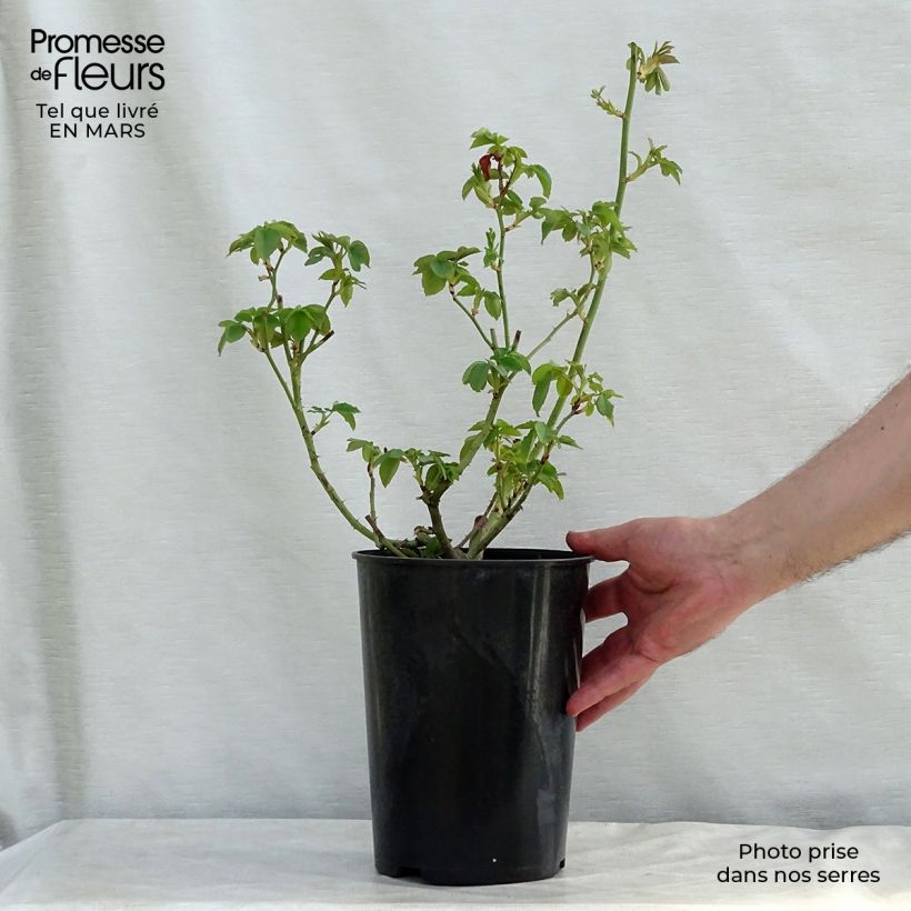 Example of Rosier ancien Honorine de Brabant Pot de 4L/5L as you get in printemps
