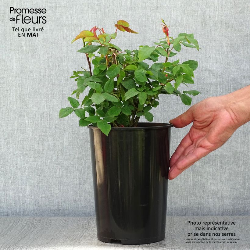 Example of Rosier ancien Jacques Cartier  Pot de 4L/5L as you get in printemps