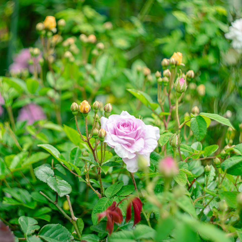 Rosier ancien Jenny Duval (Port)