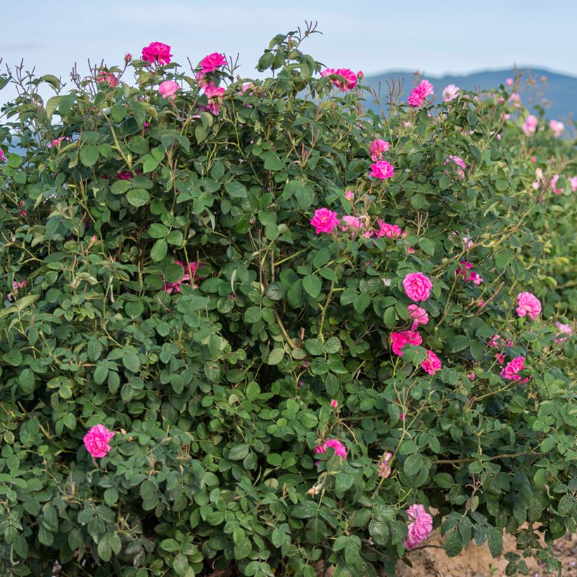 Rosier ancien Kazanlik (Trigintipetala) (Port)
