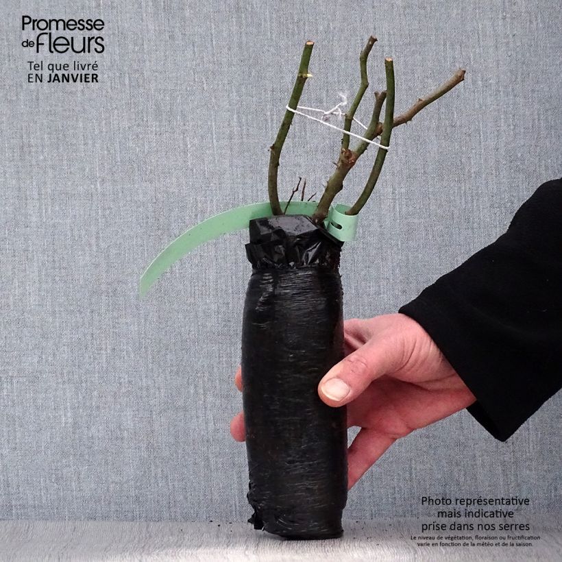 Spécimen de Rosier ancien Kazanlik (Trigintipetala) Racines nues en motte tel que livré en hiver