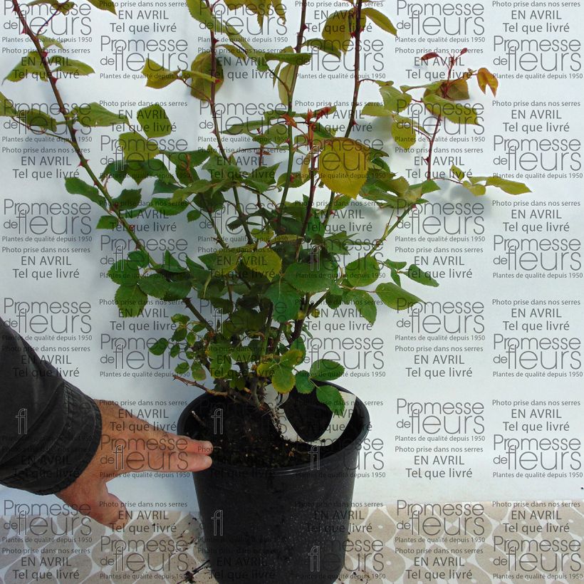 Exemple de spécimen de Rosier ancien La France Pot de 4L/5L tel que livré